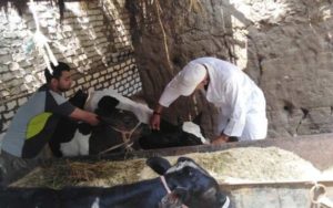 الانتهاء من تحصين معظم الماشية ضد مرض الحمي القلاعية ومرض الوادي المتصدع