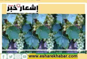 طرق تقليم العنب