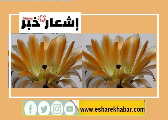 تقدير الذات