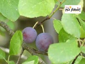 أهميه البرقوق ثقافيًا واقتصاديًا