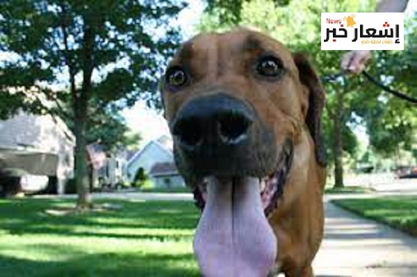 الحمايه من الكلاب المصروعه