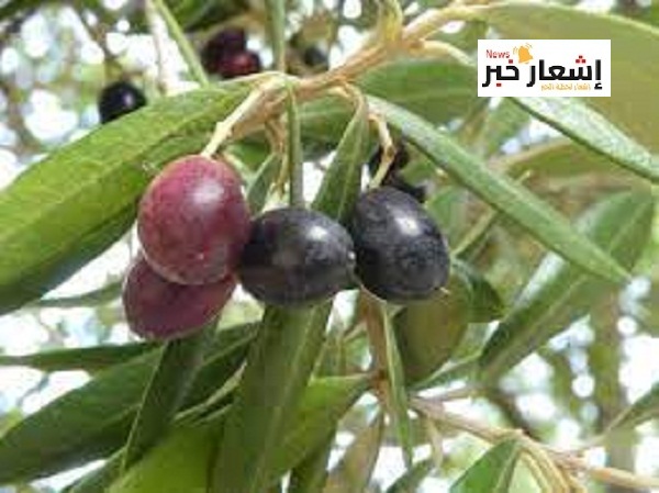 دراسة جدوى فدان زيتون