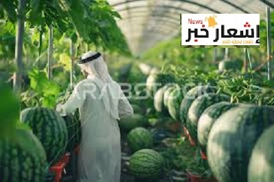 دراسة جدوى زراعة البطيخ