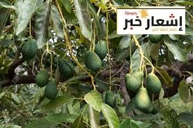 زراعة الافكادو