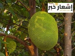 زراعة الجاك فروت