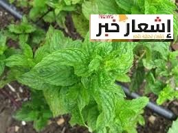 أهميه النعناع اقتصاديا وثقافيا