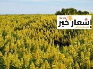 دراسه جدوي لزراعه الترمس