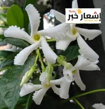 زراعه الياسمين