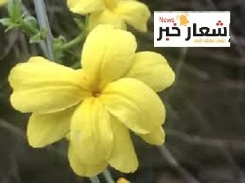 فوائد الياسمين للحامل ومخاطره